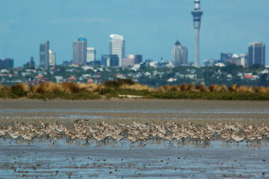 Bar-tailed godwits flock in Motu Manawa with the skytower behind them