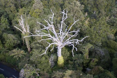 A dead kauri tree that has been killed by kauri dieback