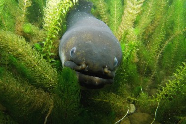 An eel in reeds