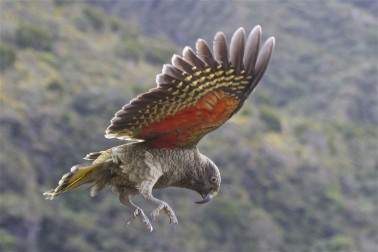 Kea in flight