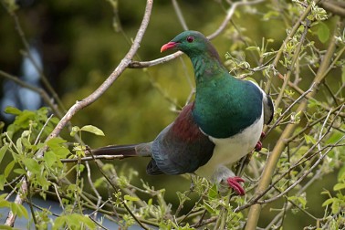 Kereru pigeon