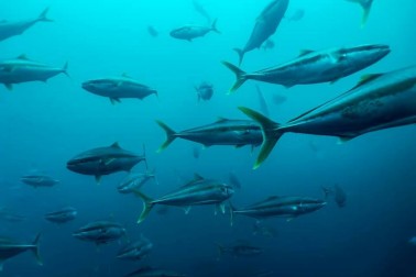 Kingfish school, Mokohinau Islands. Photo credit Kent Remihana.