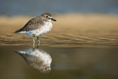 New Zealand dotterel standing in river