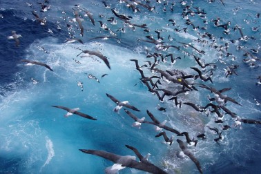 Seabirds flying low over fishing vessel