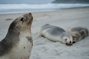 Sea lions sleeping on a beach in Otago
