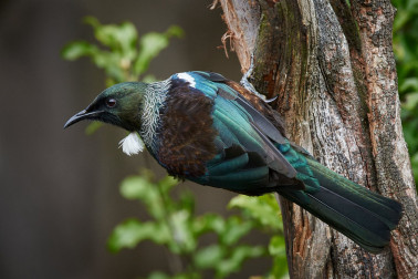 Tui sitting on a branch