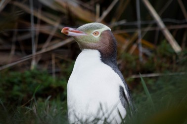 A yellow-eyed penguin (hoiho) 