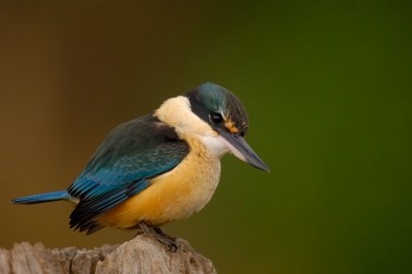 Kingfisher