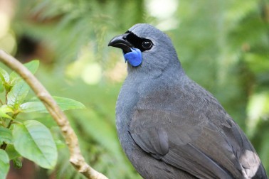 Kōkako