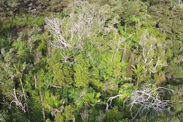 Northland Forest Collapse, predator destruction.