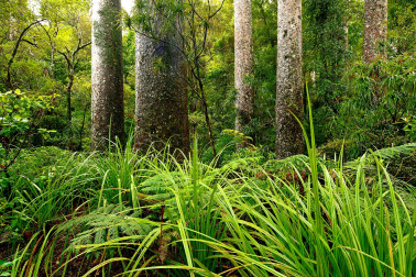 Kauri tree forest