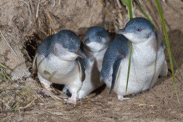 Little penguins in Timaru