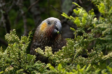 Kaka peering through bushes