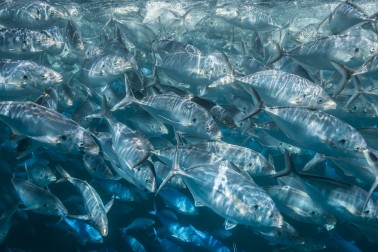 Large school of silvery fish underwater