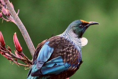 Tui at Waikawa, Marlborough - Sid Mosdell via Wikimedia Commons