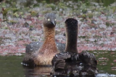 Adult Weweia (New Zealand Dabchick) on Lake Rotorua