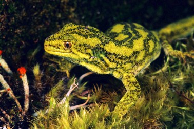 West Coast green gecko