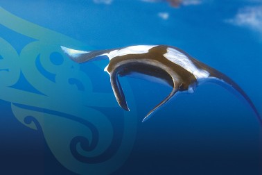 Hauraki Gulf Appeal carousel image_Manta ray