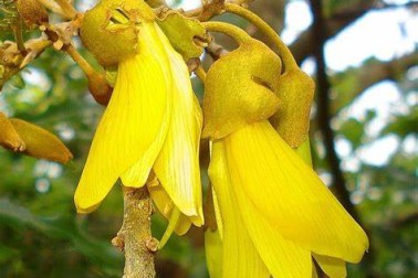 Kowhai Flower - a symbol of Warkworth