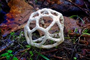 Pukurau fungus