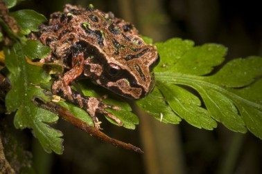 Archey's frog - Image credit James Reardon