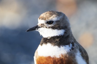 Banded Dotterel - Image credit Ailsa McGilvary-Howard.jpg