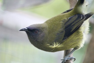 Bellbird - Image credit Lynn Freeman