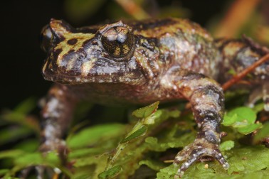Hochstetters frog - Image credit Samuel Purdie