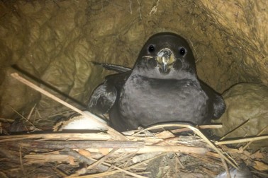 Westland Petrel - Image credit Reuben Lane