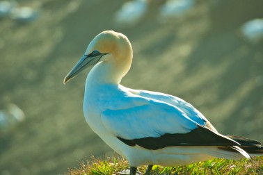 Australasian gannet