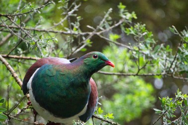 Kererū