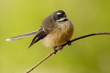Fantail - Image credit Craig McKenzie