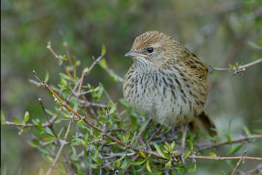 Fernbird - Image credit Craig McKenzie