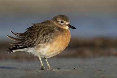 Southern NZ dotterel - Image credit Glenda Rees