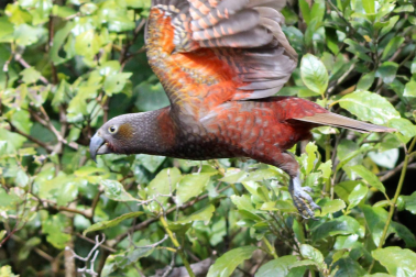Kākā - Image credit Lynn Freeman