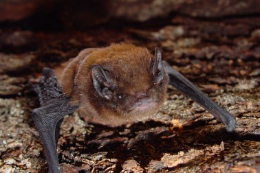 Long-tailed bat - Image credit Colin O'Donnell