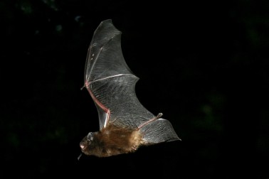 Long tailed bat pekapeka - Image credit Kerry Weston