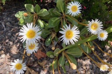 Marlborough Rock Daisy - Image credit Jan Richardson