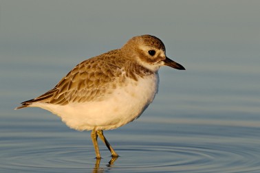 NZ Dotterel - Image credit Craig McKenzie