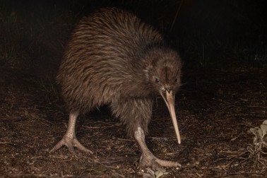North Island Brown Kiwi - Image credit Shaun Lee