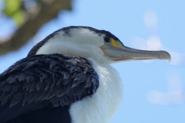 Pied Shag - Image credit Eric van Essen