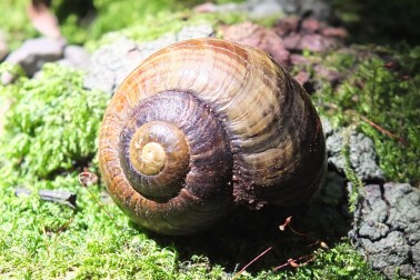 Powelliphanta - Image credit Mike Dickison