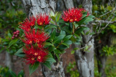 Southern Rata - Image credit Craig McKenzie