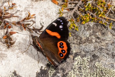 Red Admiral - Image credit Carey Knox