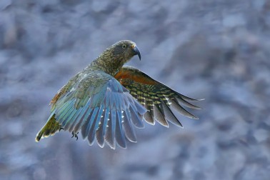 Kea - Image credit Steve Attwood