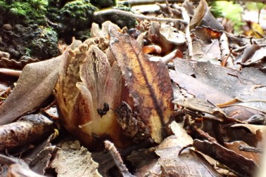 Wood Rose - Image credit Emily Roberts