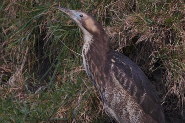 Bittern - Image Credit: Steve Attwood