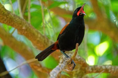 Saddleback - Image credit Dan Dirks