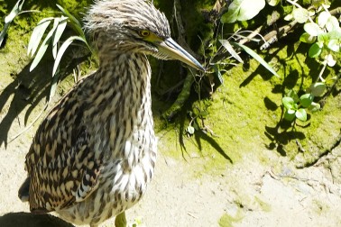 Nankeen Night Heron Umu Kōtuku - Image credit Ken Voyce