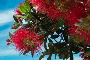 Pōhutukawa - Image credit Kirk Serpes